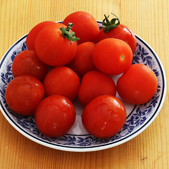 Tomatoes 4 s.jpg