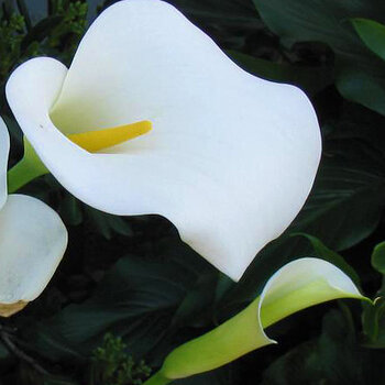 Calla (Easter) Lillies