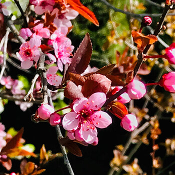 Pink Cherry Blossoms.jpeg