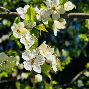 White Cherry Blossoms.jpeg