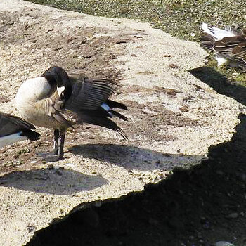 Canada Geese