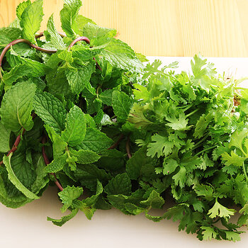 Mint and coriander s.jpg