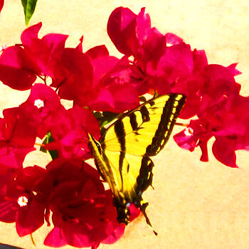 Swallowtail on Bougainvillea