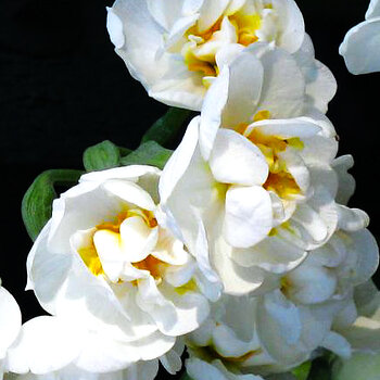 Cheerfulness Gardenia Daffodil