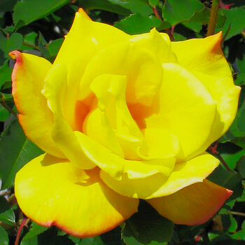 Yellow Rose