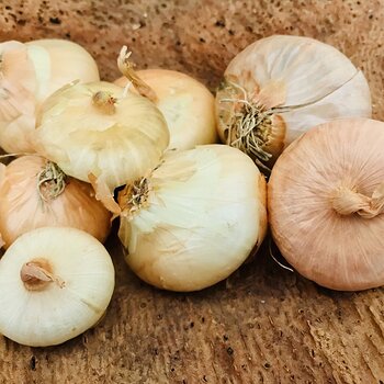 Italian Borettane Onions.jpeg