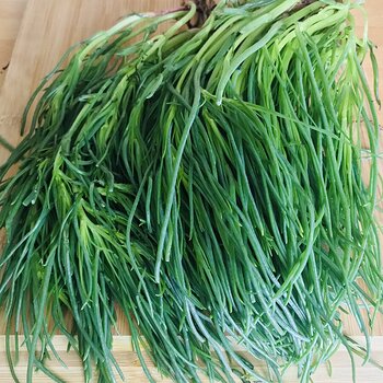 Monk’s Beard.jpeg