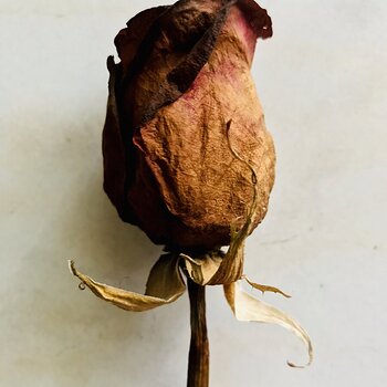 Dried Rose.jpeg