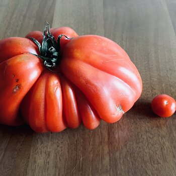 Tomatoes.jpeg