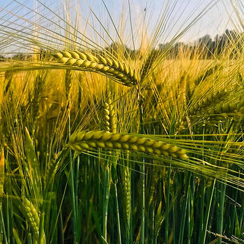 Ears of Wheat.jpeg