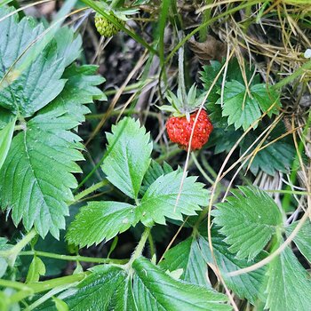 Wild Strawberry.jpeg