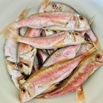 Red Mullet.jpeg