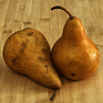 Bosc Pears