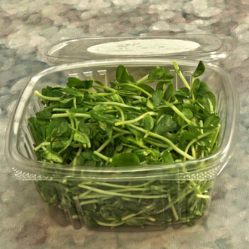 Pea Shoots