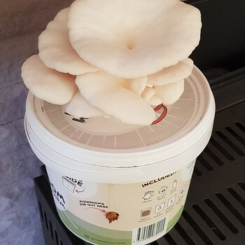 White Oyster Mushrooms