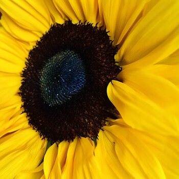Sunflower.jpeg