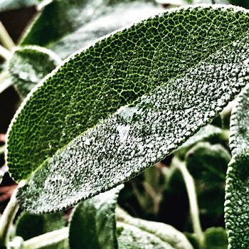 Sage from my terrace.jpeg
