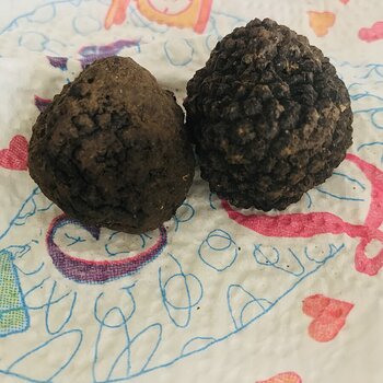 Italian Black Truffle.jpeg