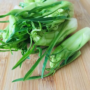 Puntarelle.jpeg