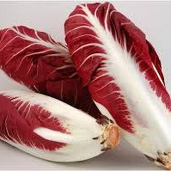 Radicchio Precoce.jpeg