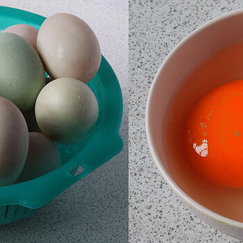 Duck eggs 4 s.jpg