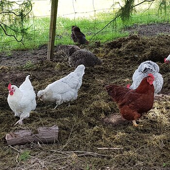 chooks digging for victory