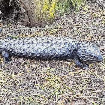 A Shingleback lizard