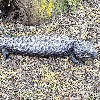 A Shingleback lizard