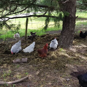 chooks