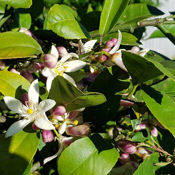 Lemon flowers & buds