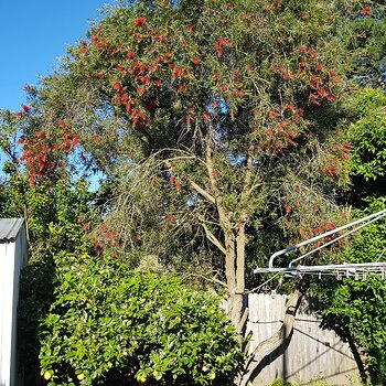 The Bottle brush tree & the lemon tree