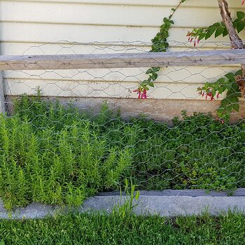 Winter Savoury to the left, various Thyme to the right