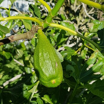 An unripe fig, one of many
