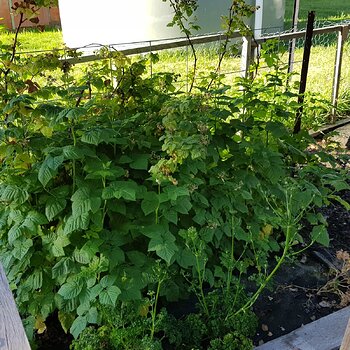 the raspberry canes