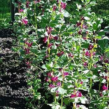 red broad beans