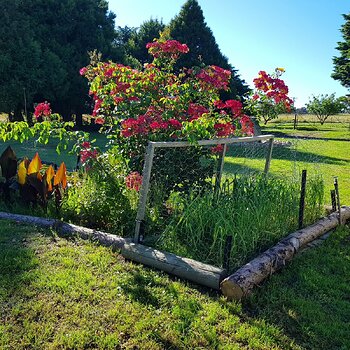 to the right of the rose is the garlic