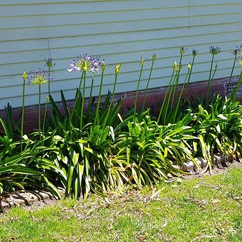 agapanthus under the bedroom windows