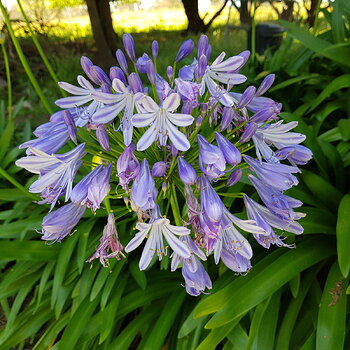 agapanthus flower head