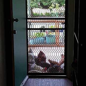 Chooks & the front door mat