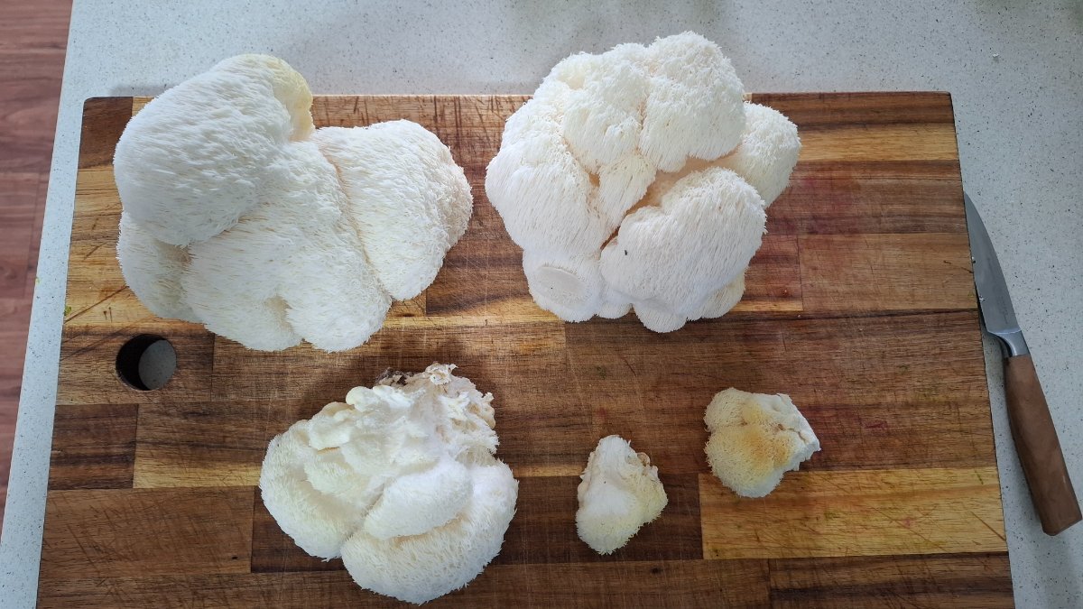 ¾kg of harvested Lion's Mane Mushrooms