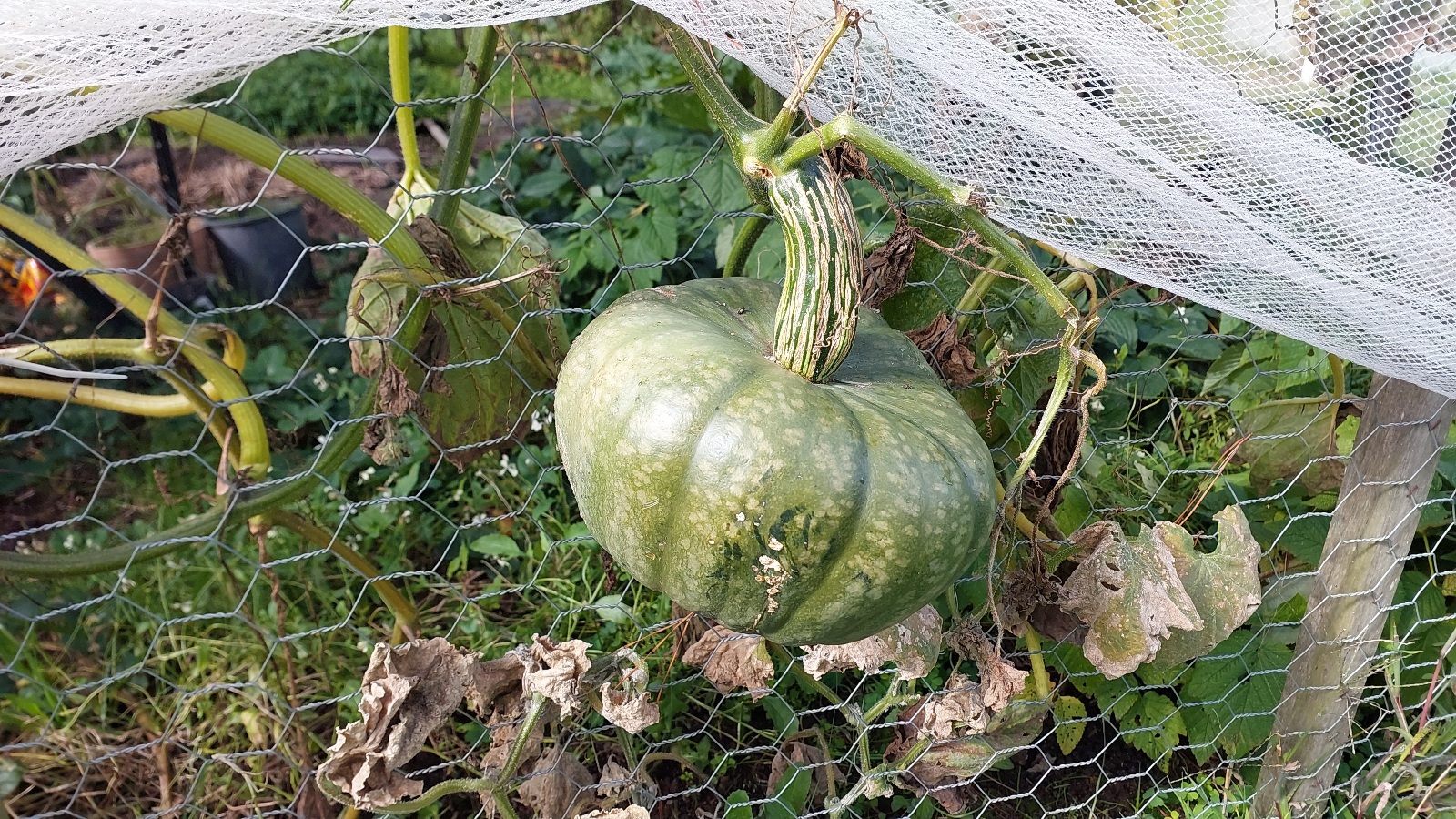 1 of my squash