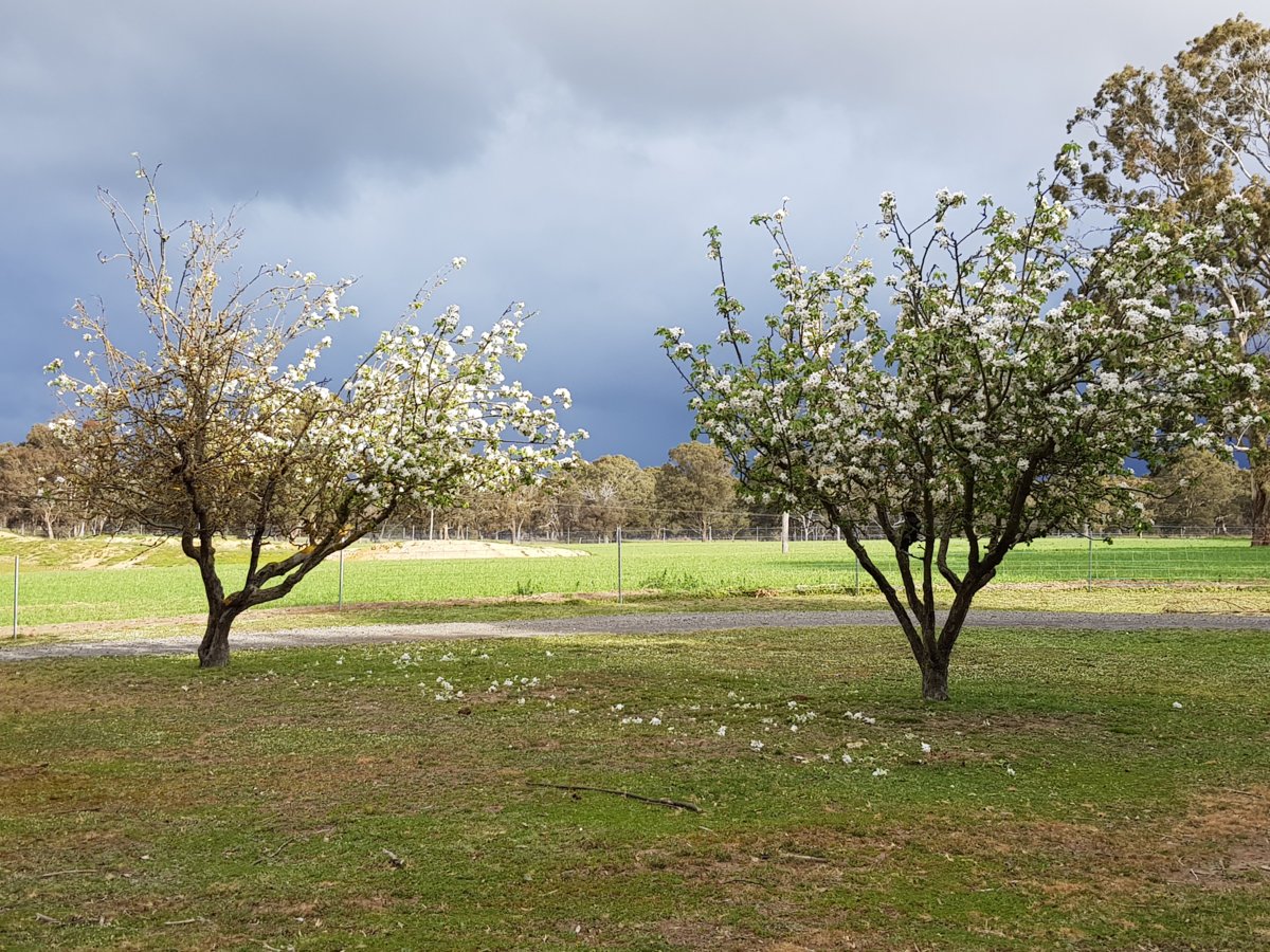 2 of my other apple trees