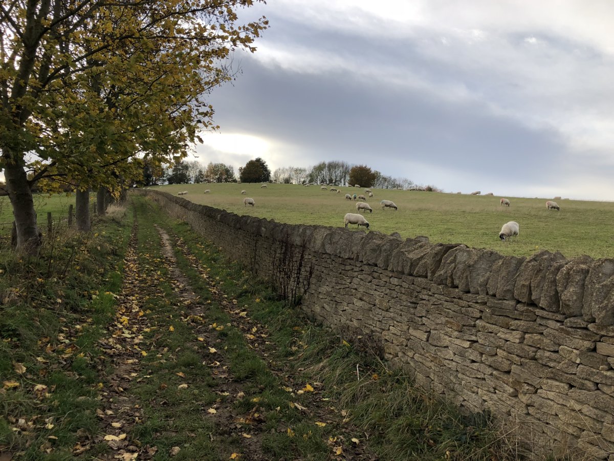 2018 Cotswold Sheep