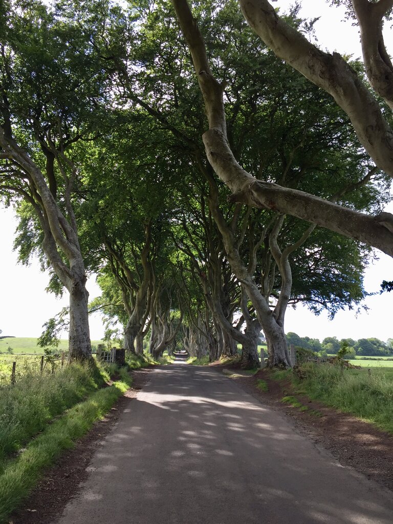 2018 N Ireland - Dark Hedges