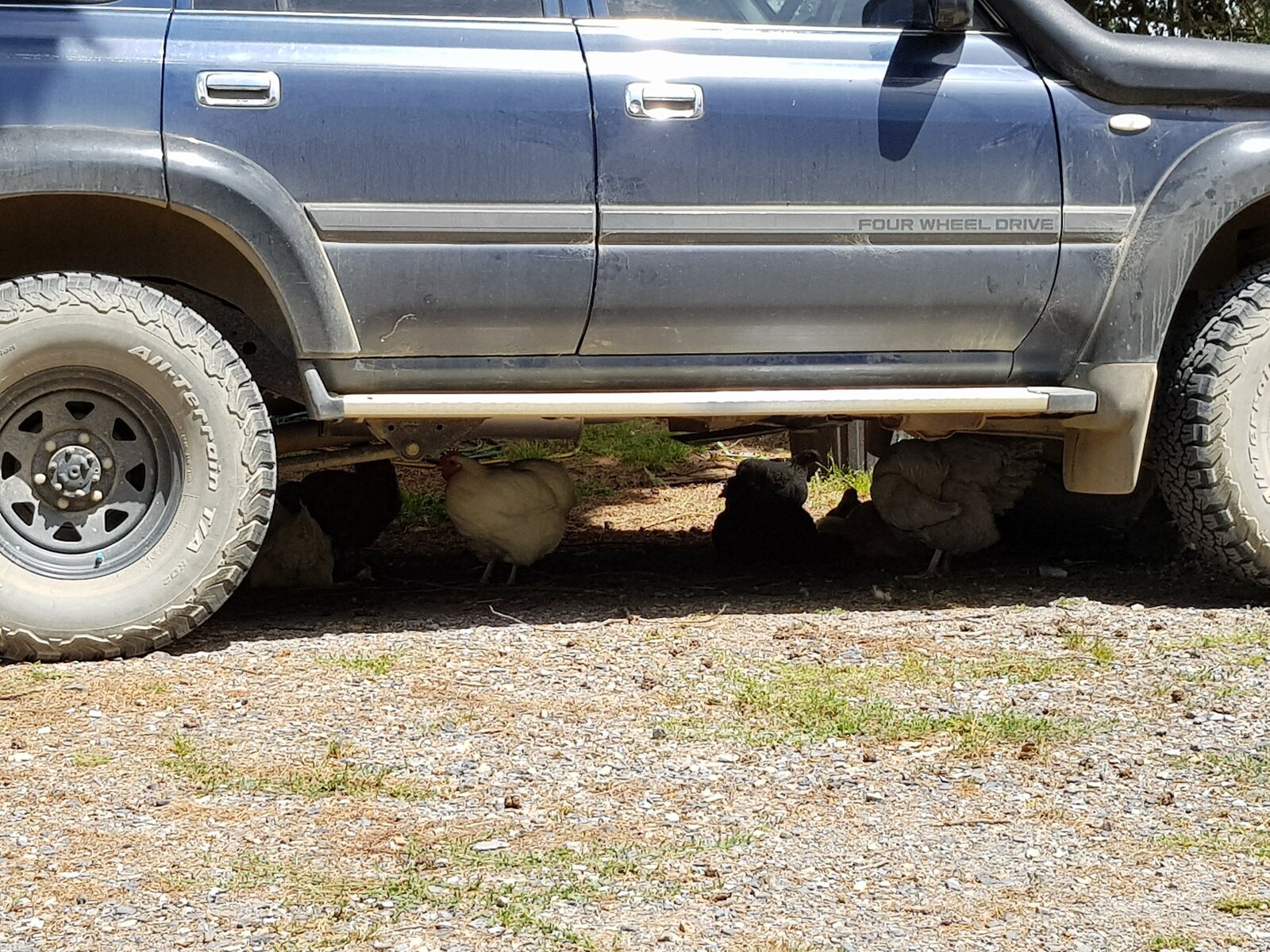 4x4's are for chooks to shelter under, right?