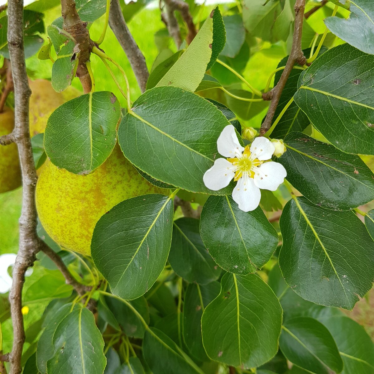 A confused pear tree. It's the start of autumn, fruit is ripening but the tree has buds and flowers