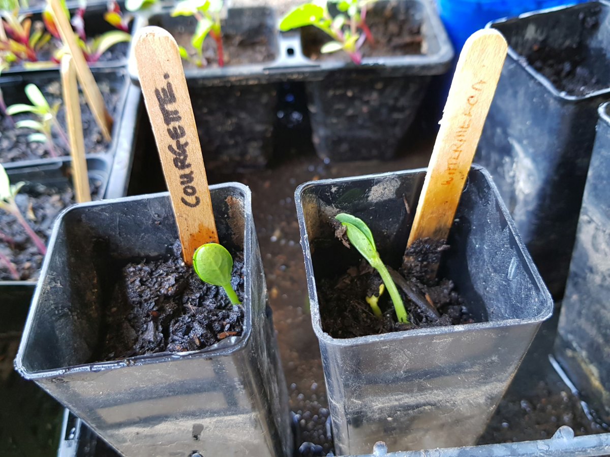 A courgette and 2 watermelon seedlings