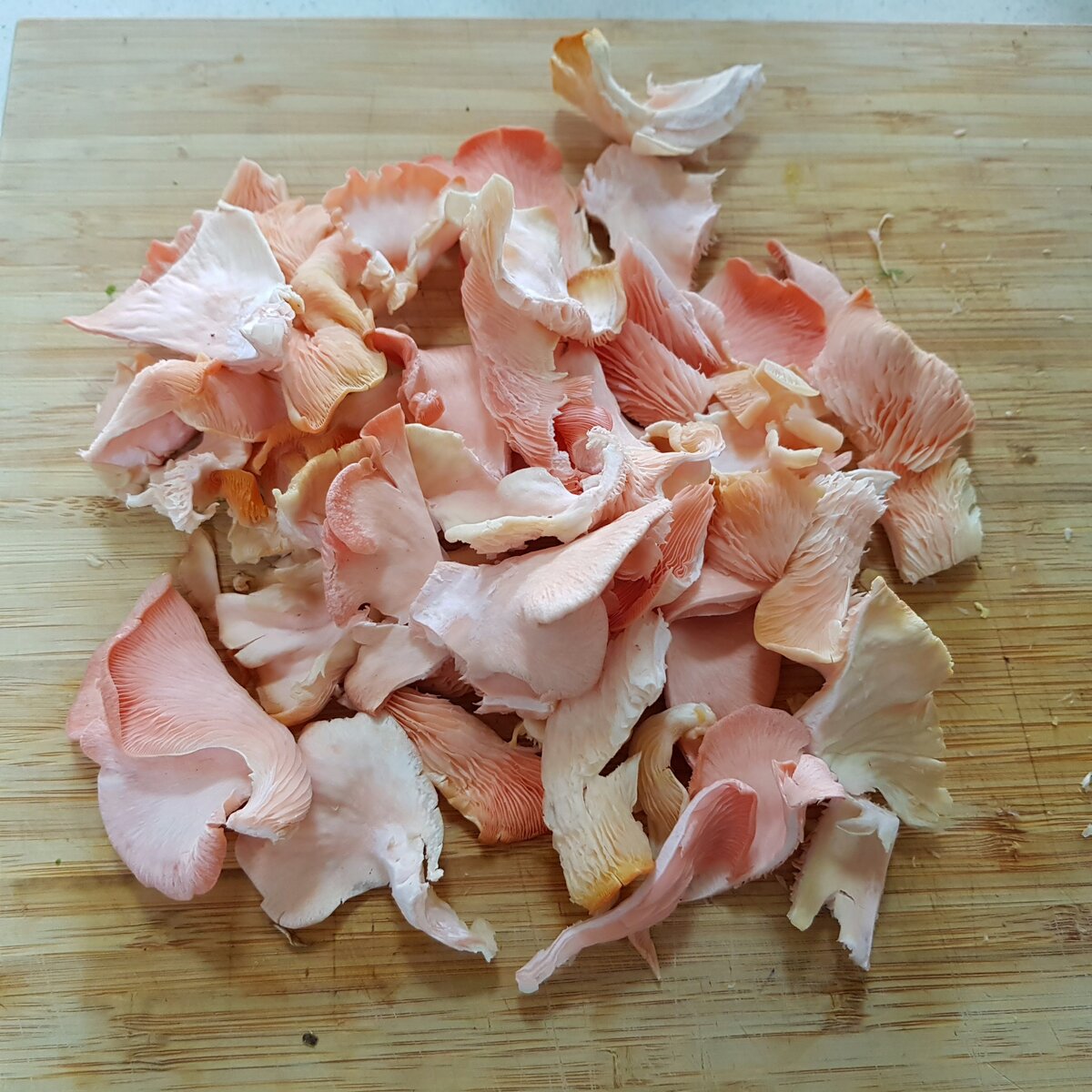 A few homegrown pink oyster mushrooms