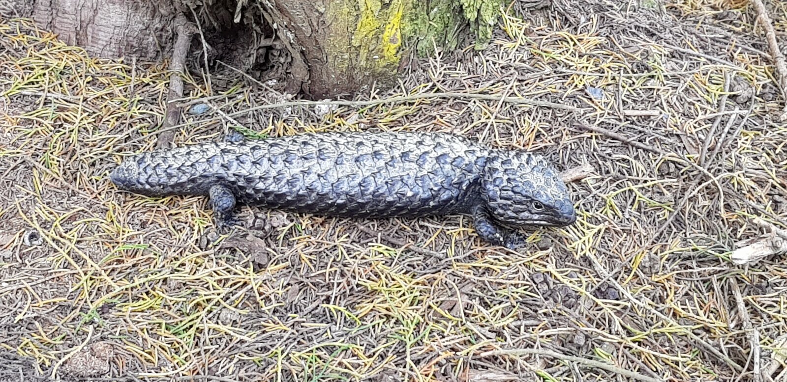 A Shingleback lizard