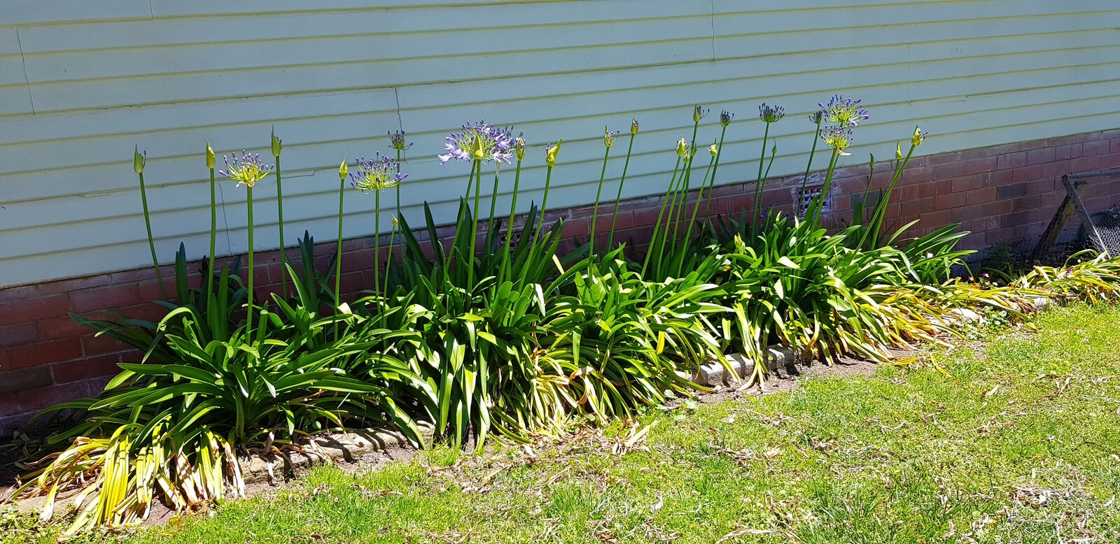 agapanthus under the bedroom windows